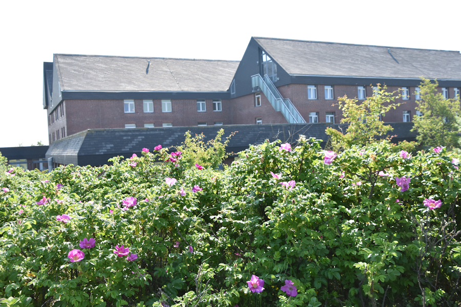 Klinikgebäude mit Blumen Klinikgebäude mit Blumen